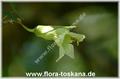 guachilote